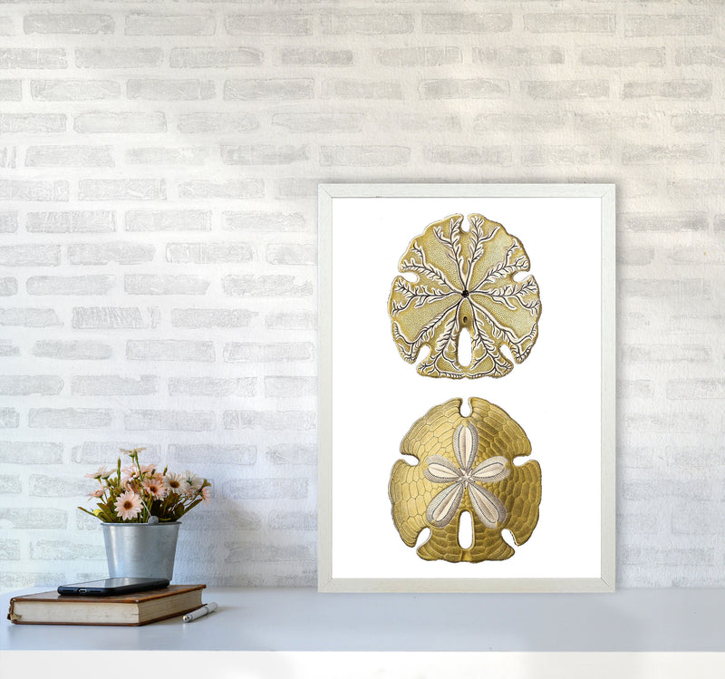 Sand Dollar Illustration Art Print by Jason Stanley A2 Oak Frame
