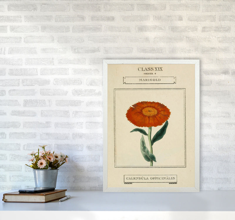Vintage Flower Series 9 Art Print by Jason Stanley A2 Oak Frame