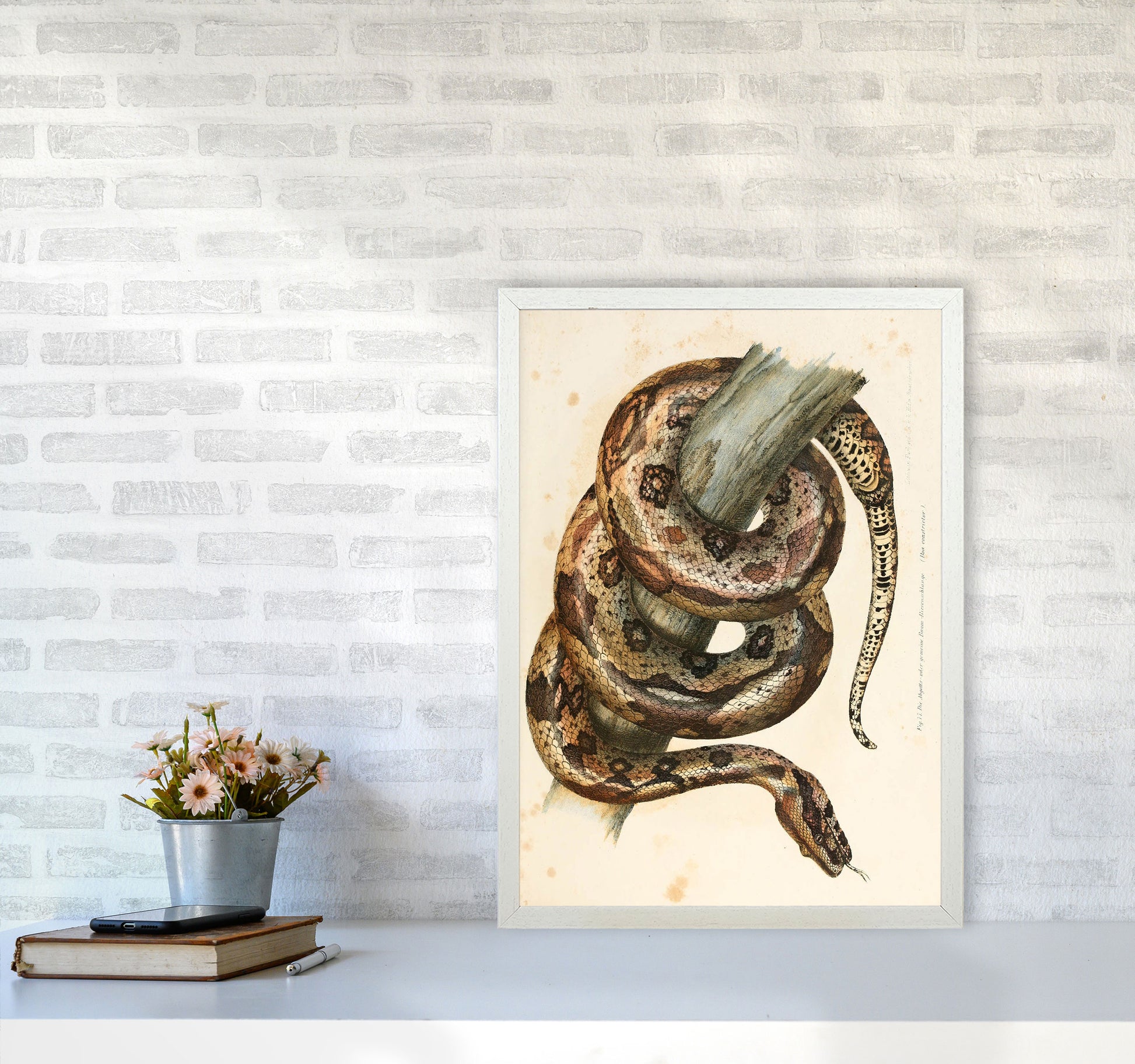 Vintage Snake Illustration Art Print by Jason Stanley A2 Oak Frame