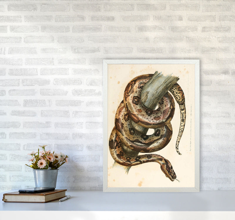 Vintage Snake Illustration Art Print by Jason Stanley A2 Oak Frame