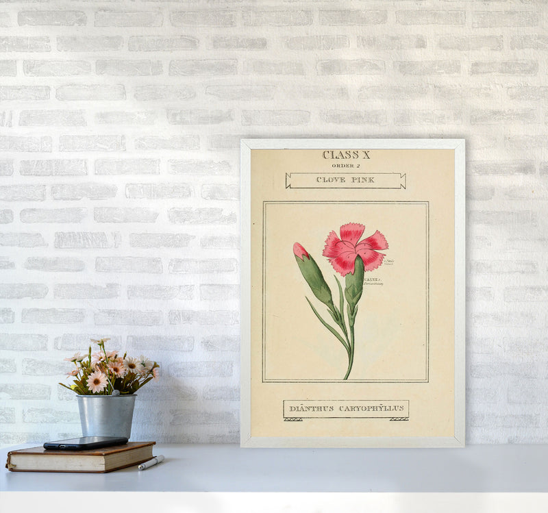 Vintage Flower Series 4 Art Print by Jason Stanley A2 Oak Frame