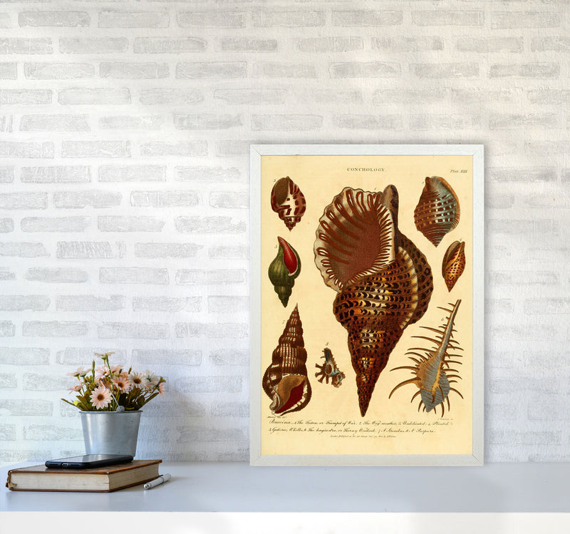 Vintage Conchology 2 Art Print by Jason Stanley A2 Oak Frame