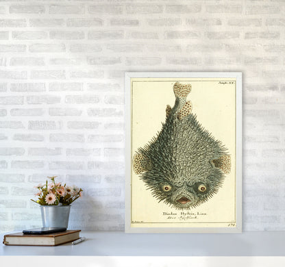 Vintage Japanese Fish Art Print by Jason Stanley A2 Oak Frame