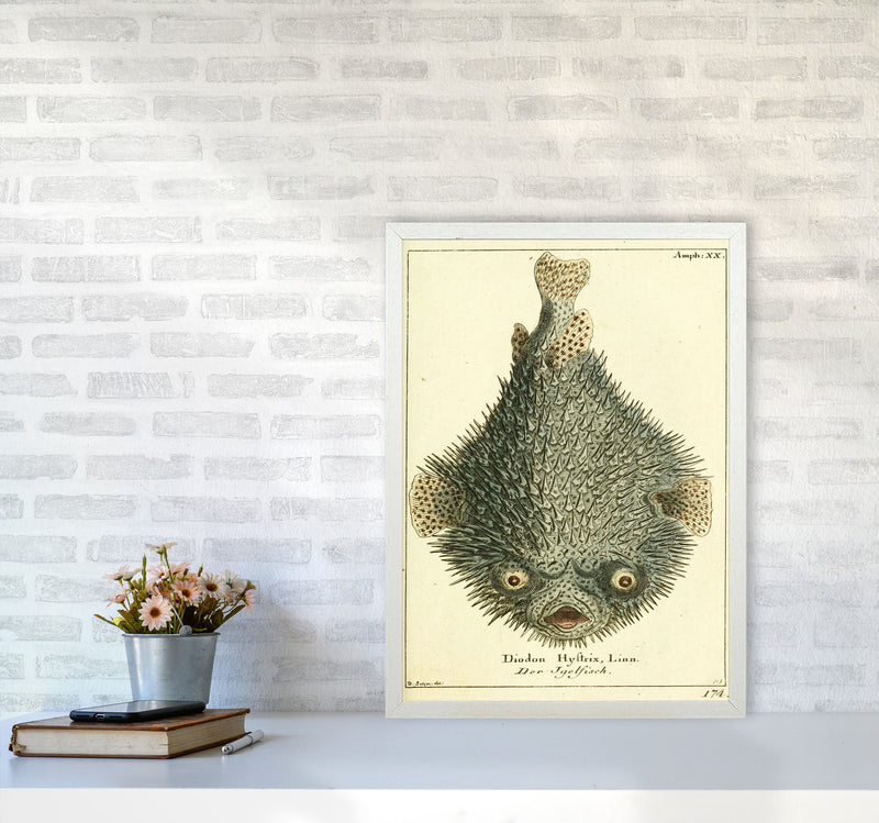 Vintage Japanese Fish Art Print by Jason Stanley A2 Oak Frame