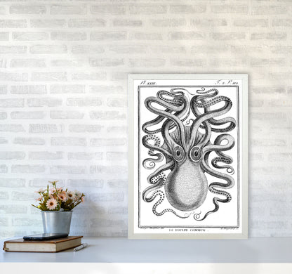 White Vintage Octopus Art Print by Jason Stanley A2 Oak Frame