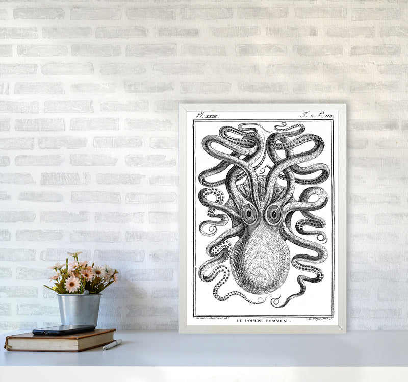 White Vintage Octopus Art Print by Jason Stanley A2 Oak Frame