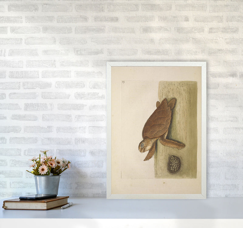 Vintage Sea Turtle Art Print by Jason Stanley A2 Oak Frame