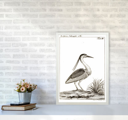 Vintage Hunting Bird Art Print by Jason Stanley A2 Oak Frame
