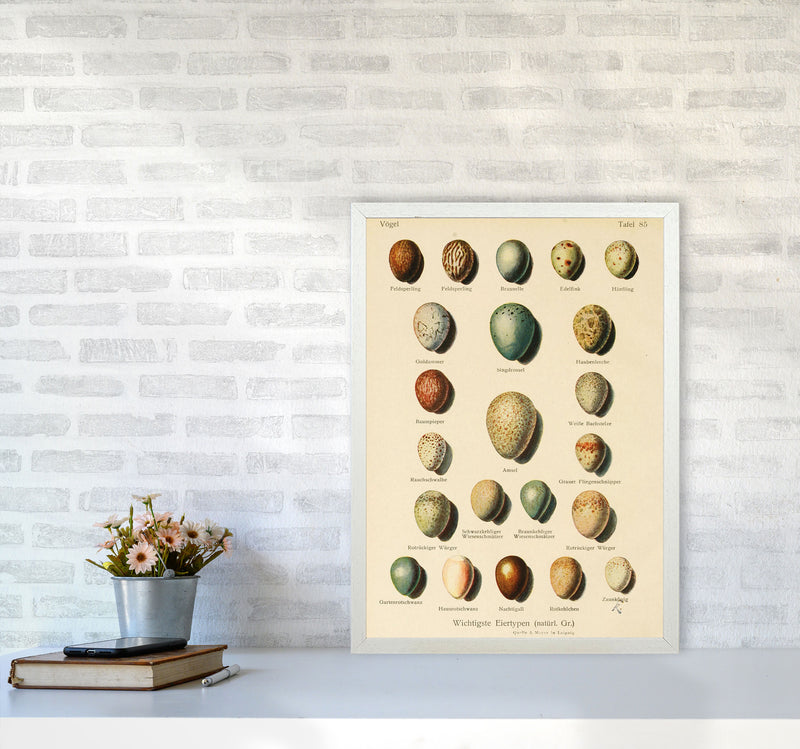 Vintage Set Of Eggs Art Print by Jason Stanley A2 Oak Frame