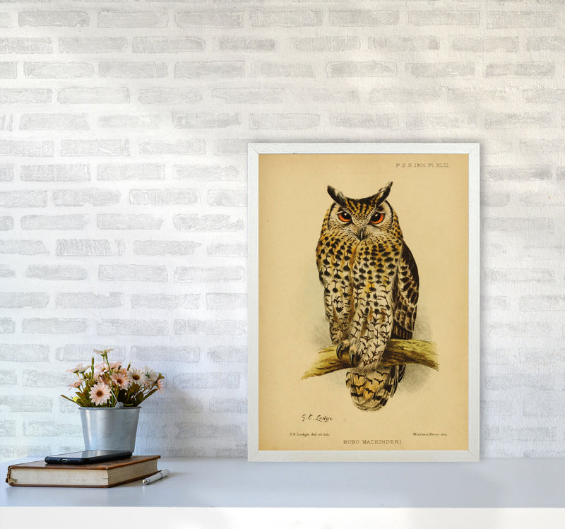 Vintage Owl Copy Art Print by Jason Stanley A2 Oak Frame