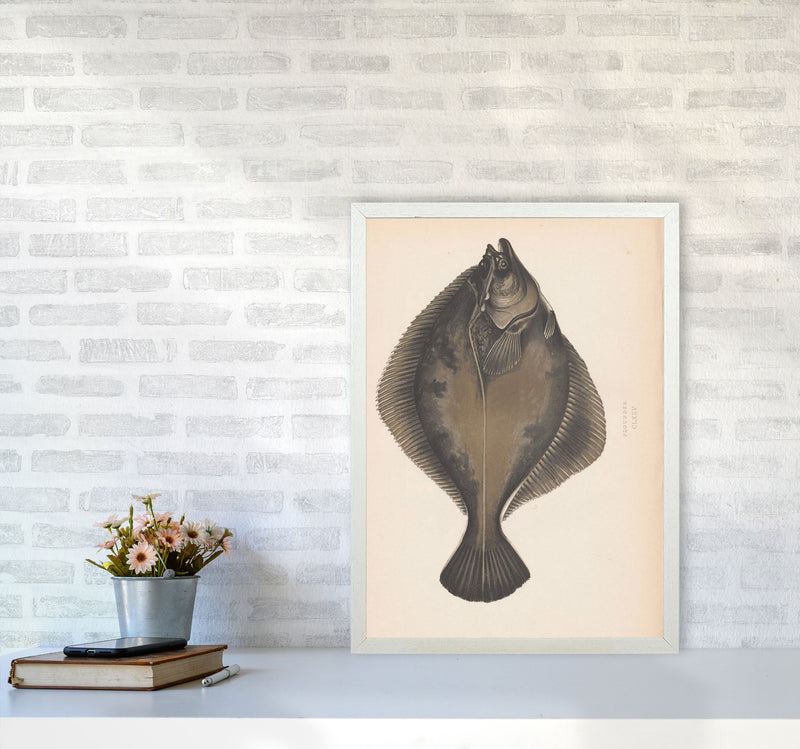 Vintage Flounder Art Print by Jason Stanley A2 Oak Frame