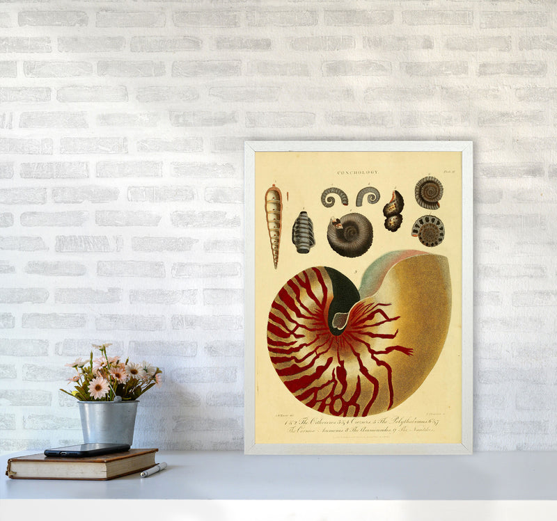 Vintage Conchology Art Print by Jason Stanley A2 Oak Frame