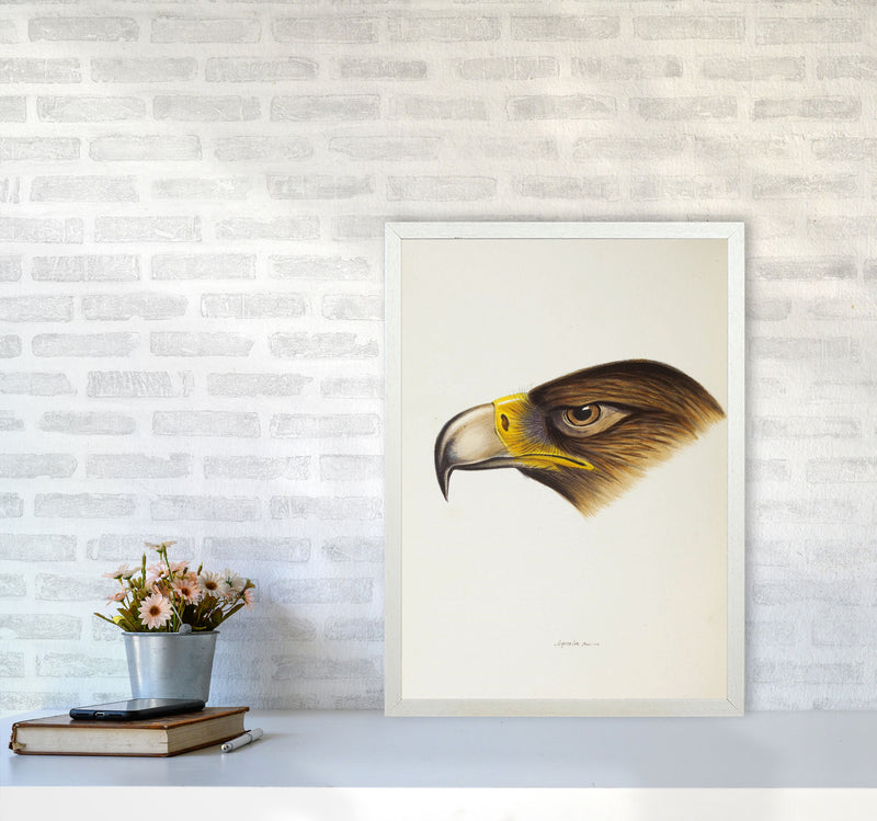 Vintage Eagle Face Art Print by Jason Stanley A2 Oak Frame