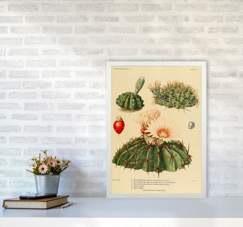 Cactus Series 14 Art Print by Jason Stanley A2 Oak Frame