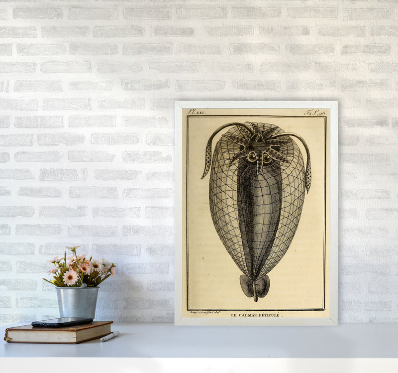Vintage Squid 4 Art Print by Jason Stanley A2 Oak Frame