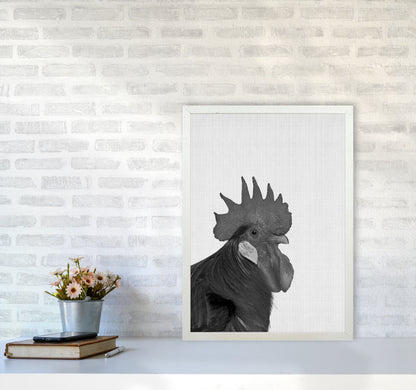 Cock A Doodle Doo Art Print by Jason Stanley A2 Oak Frame