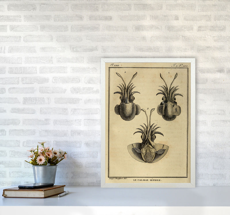 Vintage Squid 3 Art Print by Jason Stanley A2 Oak Frame