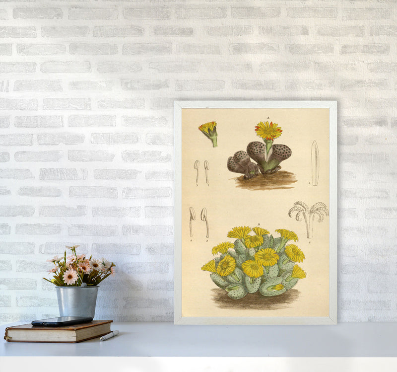 Vintage Cactus III Art Print by Jason Stanley A2 Oak Frame