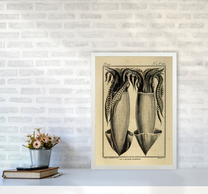 Vintage Squid 5 Art Print by Jason Stanley A2 Oak Frame