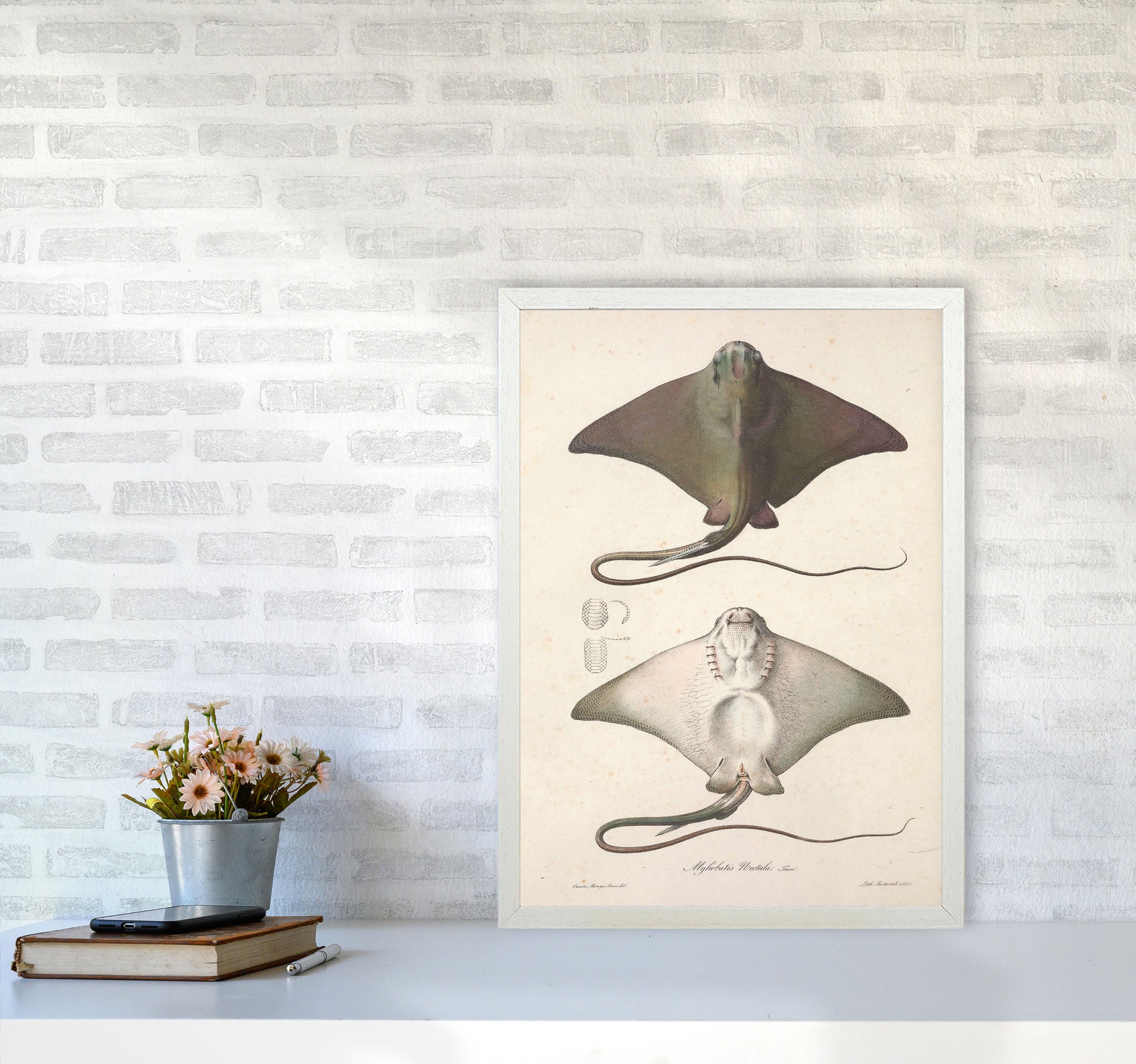 Vintage Stingray Art Print by Jason Stanley A2 Oak Frame