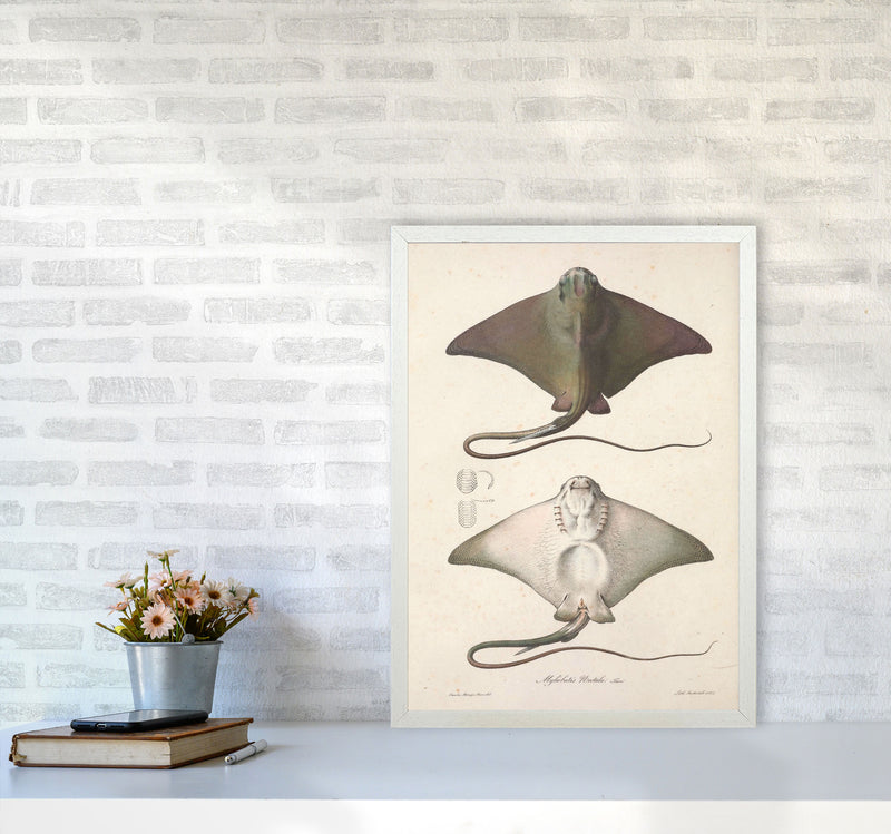 Vintage Stingray Art Print by Jason Stanley A2 Oak Frame