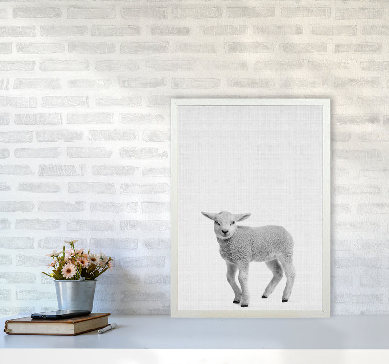 Lamb Art Print by Jason Stanley A2 Oak Frame