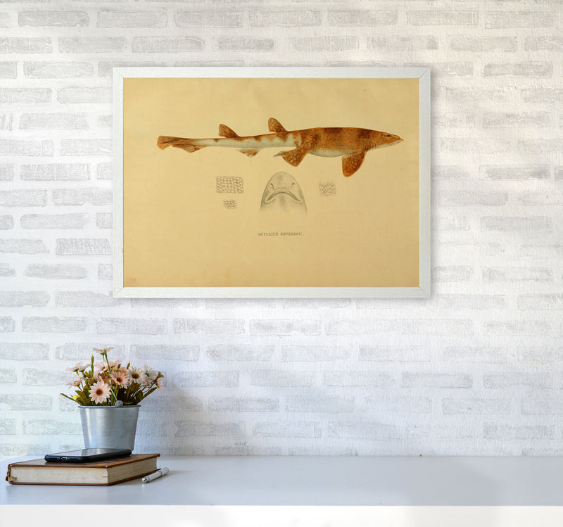 Shark Series 1 Art Print by Jason Stanley A2 Oak Frame