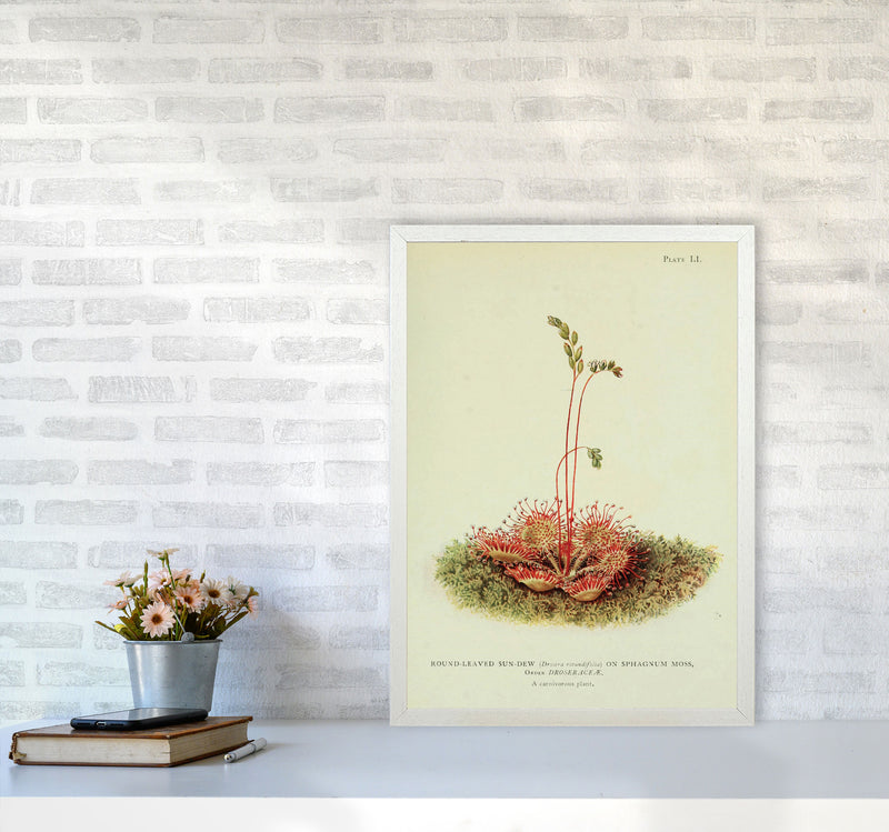 Venus Fly Trap Art Print by Jason Stanley A2 Oak Frame