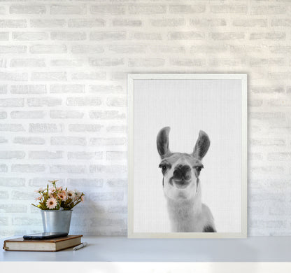 Llama Art Print by Jason Stanley A2 Oak Frame