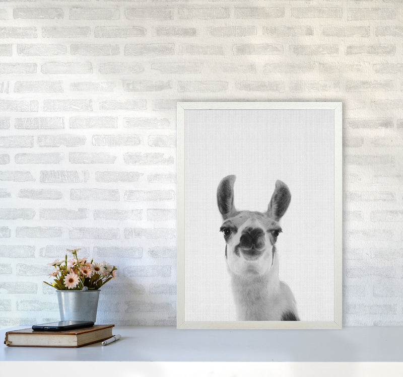 Llama Art Print by Jason Stanley A2 Oak Frame