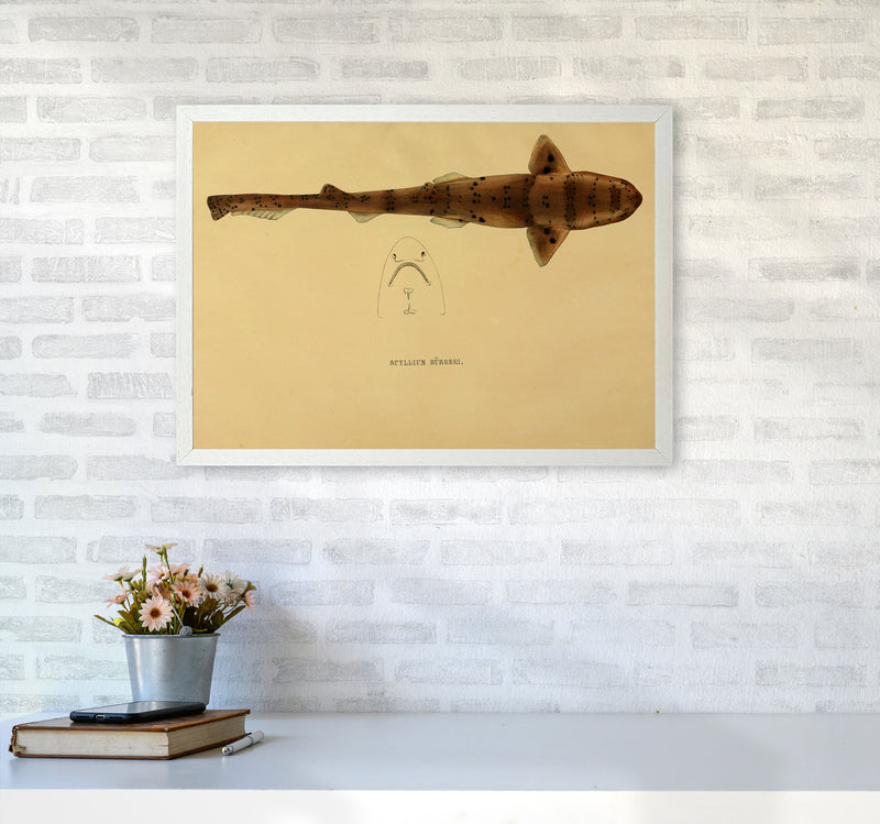 Shark Series 2 Art Print by Jason Stanley A2 Oak Frame