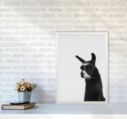 Llama #2 Art Print by Jason Stanley A2 Oak Frame