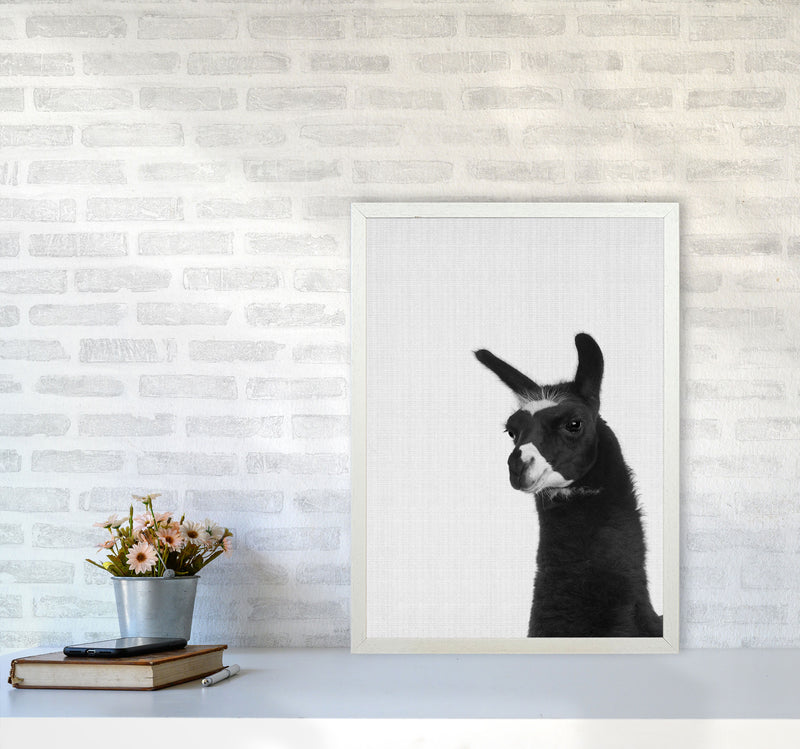 Llama