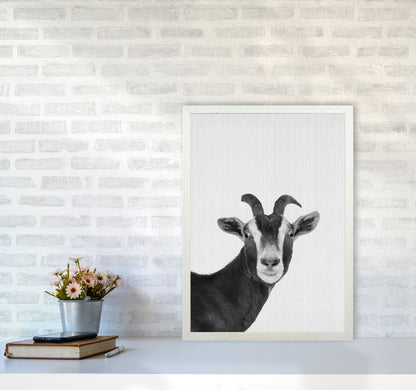 Surprised Goat Art Print by Jason Stanley A2 Oak Frame