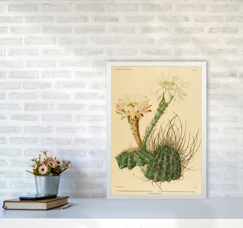 Cactus Series 6 Art Print by Jason Stanley A2 Oak Frame