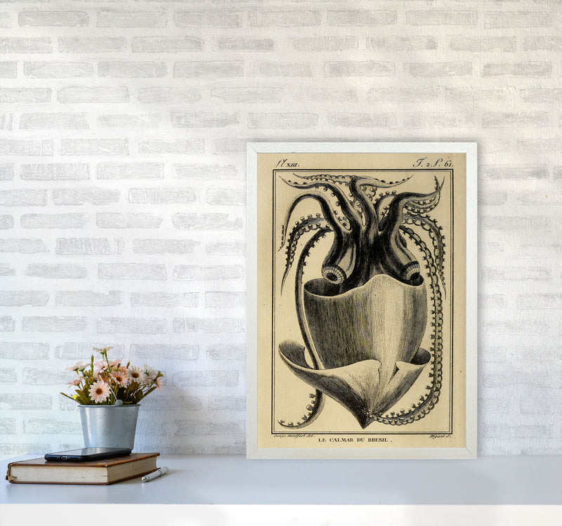 Vintage Squid Art Print by Jason Stanley A2 Oak Frame