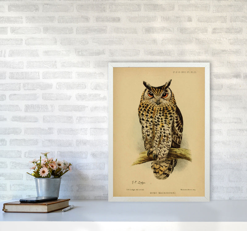 Vintage Owl Art Print by Jason Stanley A2 Oak Frame