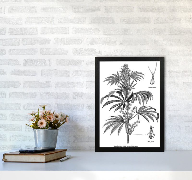 Cannabis Sativa Botanical Illustration Art Print by Jason Stanley A3 White Frame