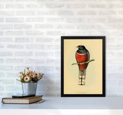 Vintage Purple Breasted Trogon Art Print by Jason Stanley A3 White Frame