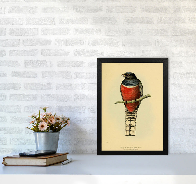 Vintage Purple Breasted Trogon Art Print by Jason Stanley A3 White Frame