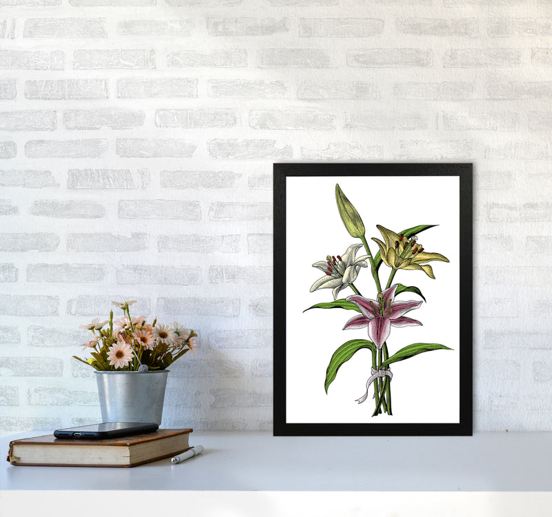 Vintage Lilly Illustration Art Print by Jason Stanley A3 White Frame