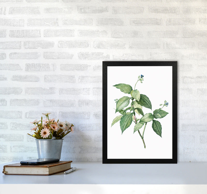 Vintage Botanical Plant Art Print by Jason Stanley A3 White Frame