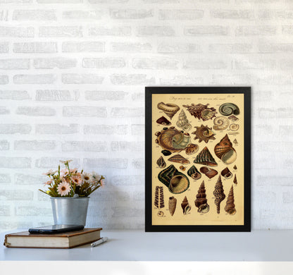 Vintage Shells Art Print by Jason Stanley A3 White Frame