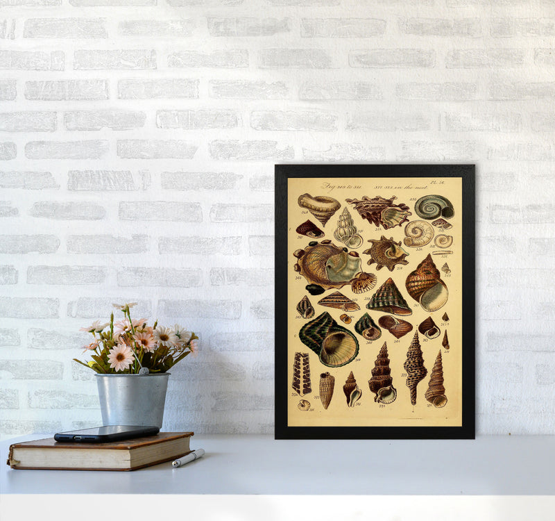Vintage Shells Art Print by Jason Stanley A3 White Frame