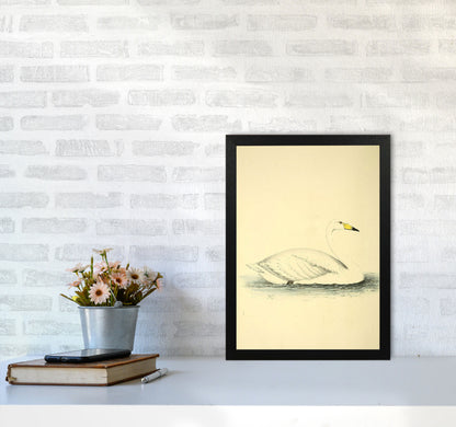 Vintage Swan Art Print by Jason Stanley A3 White Frame