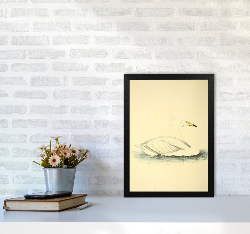 Vintage Swan Art Print by Jason Stanley A3 White Frame