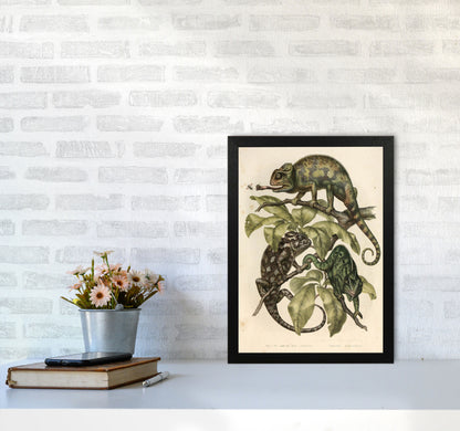 Vintage Chameleon Illustration Art Print by Jason Stanley A3 White Frame