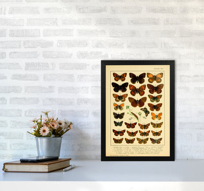 Vintage Butterfly Illustration #2 Art Print by Jason Stanley A3 White Frame