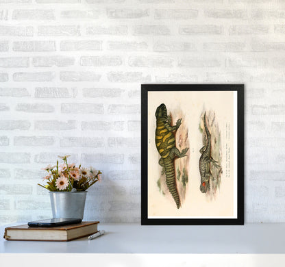 Vintage Lizard Illustration Art Print by Jason Stanley A3 White Frame