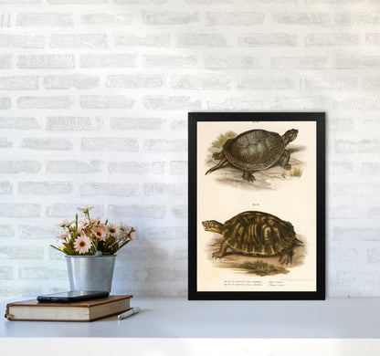 Vintage Turtle Illustration Art Print by Jason Stanley A3 White Frame